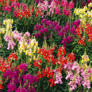 Antirrhinum Seeds 'Giant Rust Resistant'