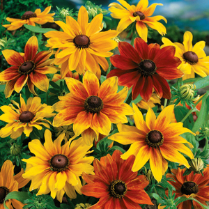 Rudbeckia Seeds 'Rustic Dwarf Seeds'