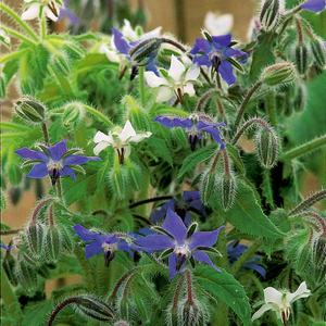 Wildflower Seeds 'Borage Summer Skies'