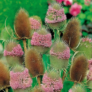 Teasel Seeds 'Winter Bouquet'