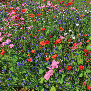 Bee and Butterfly Seed Mix