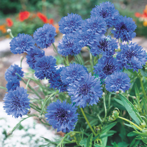Cornflower Seeds 'Blue Diadem Flower'