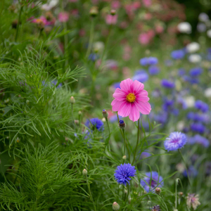 Cosmos Seeds 'Gazebo Mix'
