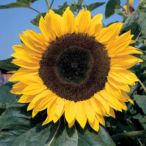 Sunflower Seeds 'Giant Single'