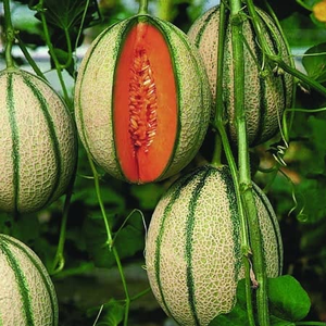 Melon Seeds 'Pepito'
