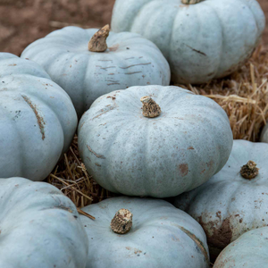 Pumpkin Seeds 'Crown Prince'
