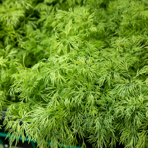 Dill Seeds