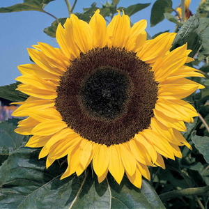 Sunflower Seeds 'Sunshine Giant'