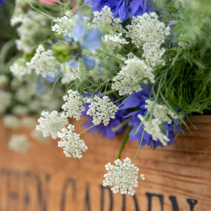 Ammi Majus Seeds 'Graceland'