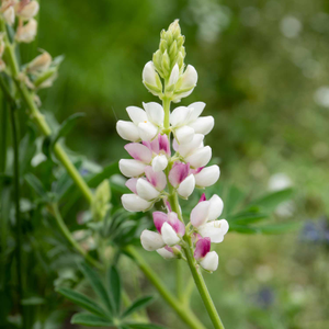 Lupin Seeds 'Pink Fairy'