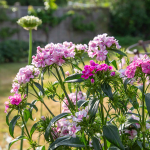 Sweet William 'Heritage Mix Bare Root'