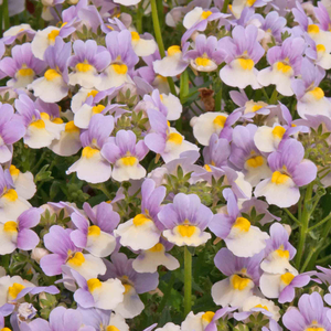 Nemesia 'Easter Bonnet'