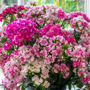 Sweet William 'Heritage Mix'