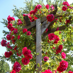Rose ‘Starlight Express’ (Climbing Rose)