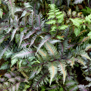 Athyrium 'Niponicum Metallicum'