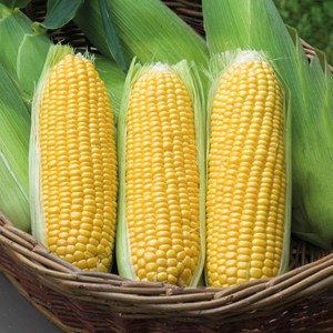 Sweetcorn Seeds 'Moonshine' F1