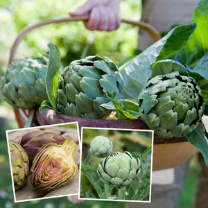 Artichoke 'Duo Pack'