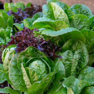 Lettuce 'Crispy Mix'