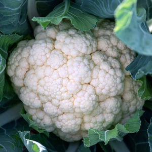 Cauliflower 'White Excel'