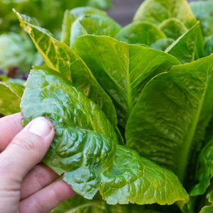 Lettuce 'Cos'