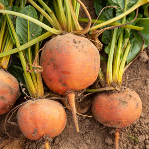 Beetroot 'Golden'