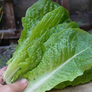Lettuce 'Cosmic' Cut and Come Again