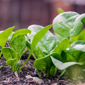 Spinach 'Renegade'