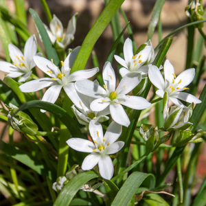 Chive ‘Garlic’ (Allium tubero