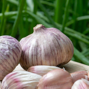 Autumn Planting Garlic Cloves 'Rose Wight'