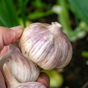 Autumn Planting Garlic Cloves 'Kingsland Wight'