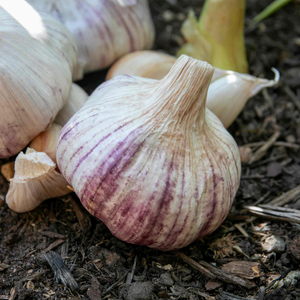 Autumn Planting Garlic Cloves 'Rhapsody Wight'