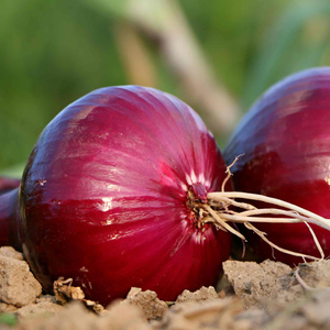Autumn Planting Onion Sets 'Red Winter'