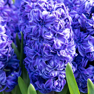 Hyacinth Bulbs 'Royal Navy'