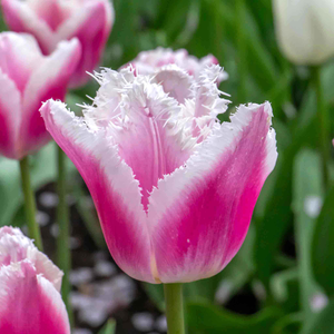 Tulip Bulbs 'Siesta'