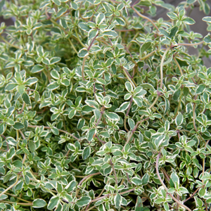 Thyme 'Silver Posie'
