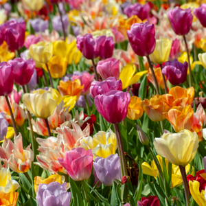 Tulip 'Triumph Mix'