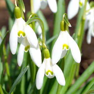 Galanthus Nivalis  x25