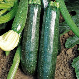 Courgette Seeds 'Sure Thing' F1