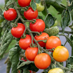 Tomato Seeds 'Consuelo'