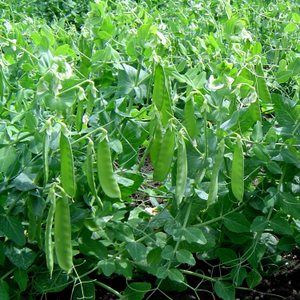Pea Seeds Snow 'Sweet Horizon'
