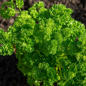 Parsley Seeds 'Champion Moss Curled'