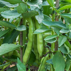 Broad Bean Seeds 'Luz de Otono'