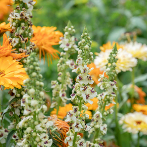 Unwins Verbascum Seeds 'Snowy Spires'