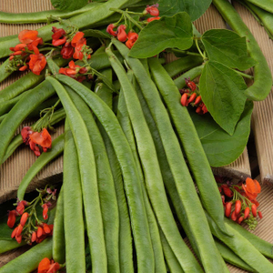 Runner Bean Seeds 'Guinness Record'