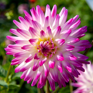 Dahlia 'Hayley Jane'
