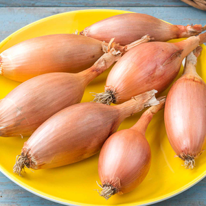 Shallot Seeds 'Elista'
