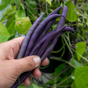 French Bean 'Climbing Cosse Violette'