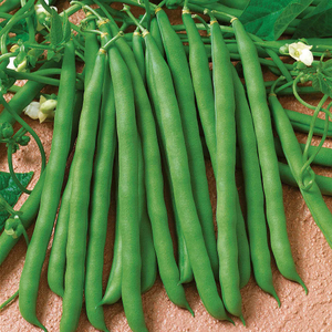 French Bean 'Climbing Blue Lake'