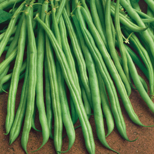 French Bean 'Dwarf Tender Green'