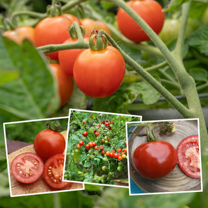 Grafted Tomato 'Blight Resistant Collection'